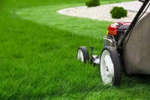 Why Morning Mowing Can Be Healthier for Your Grass Than Afternoon Cuts