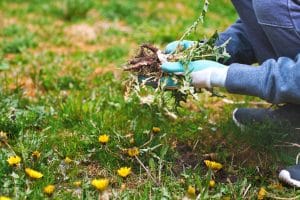 Why Strong Weed Infestations Often Start at Lawn Edges and How to Control Edge Spread